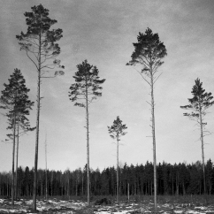 Frötallar 3.000 kr 40x40 cm (oinramad) upplaga 15 ex. Fotograferad med bälgkamera Zeiss Ikonta med Kodak Tri-X 400 120 film.